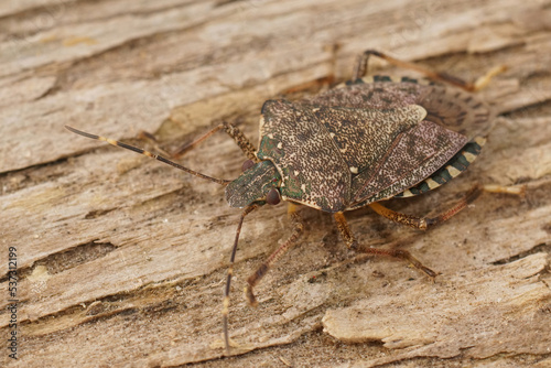 Closeup on the invasive brown marmorated stink bug  Halyomorpha halys  an agriculural pest