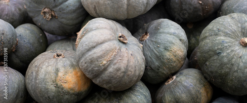 Gray mini pumpkins. Harvest and thanksgiving concept. Top view, flat lay. Banner