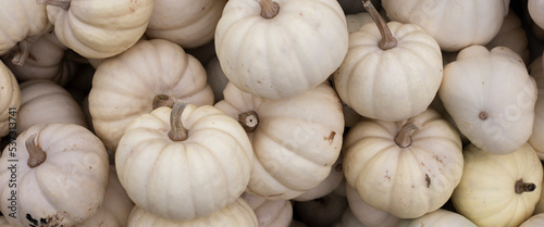 Lots of decorative white mini pumpkins at the outdoor farmers market. Top view  flat lay. Banner