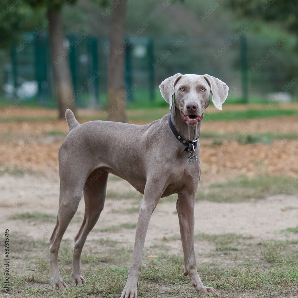 One beautiful Weimaraner dog in a french dog park looking at camera One beautiful Weimaraner dog in a french dog park looking at camera