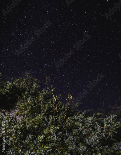 Juníperus commúnis bush in the mountains of Turkey in the foreground, against the background of a starry night sky and dark hills, on a cold summer night in the mountains