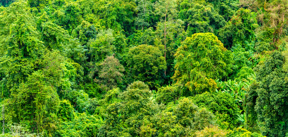Green trees of tropical forest view from mountain peak, Aerial view of jungle, forest for ecosystem, environment background concept. Green trees of tropical forest view from mountain peak, Aerial view of jungle, forest for ecosystem, environment background concept.
