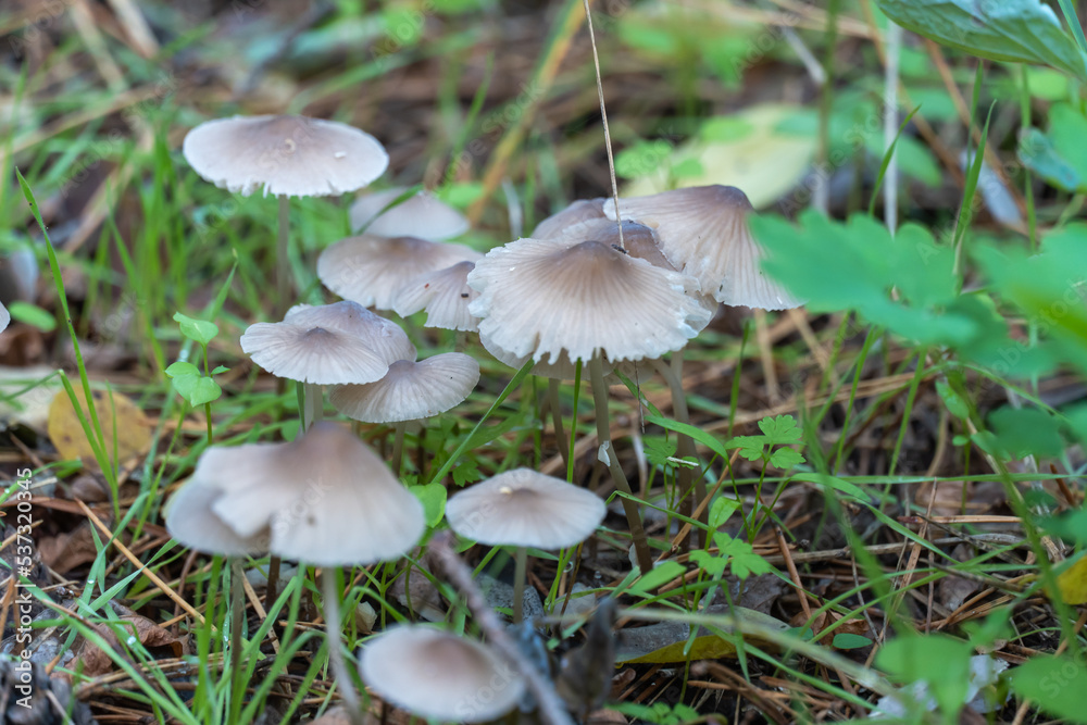 Group wild inedible mushroom mycena vulgaris growing on forest floor. Toadstool vulgar bonnet small mushrooms on thin leg and grey cap. Fungus in autumn time. Mycena poisoning. Group wild inedible mushroom mycena vulgaris growing on forest floor. Toadstool vulgar bonnet small mushrooms on thin leg and grey cap. Fungus in autumn time. Mycena poisoning.