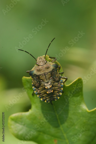 Closeup on a brown instar nymph of the Forest shieldbug, Pentatoma rufipes photo