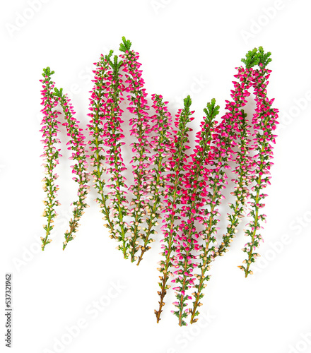 Blooming colorful heather flowers (calluna vulgaris L.) isolated on white background.