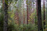 forest in finland