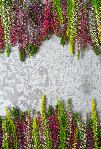 Blooming colorful heather flowers (calluna vulgaris L.)  grey surface.