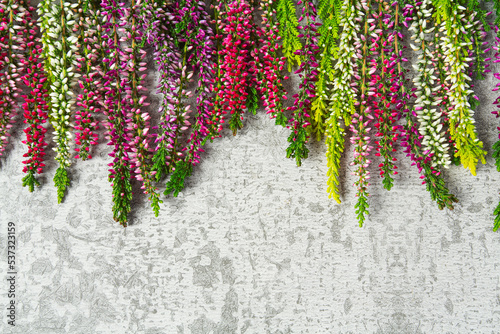 Blooming colorful heather flowers (calluna vulgaris L.)  grey surface.