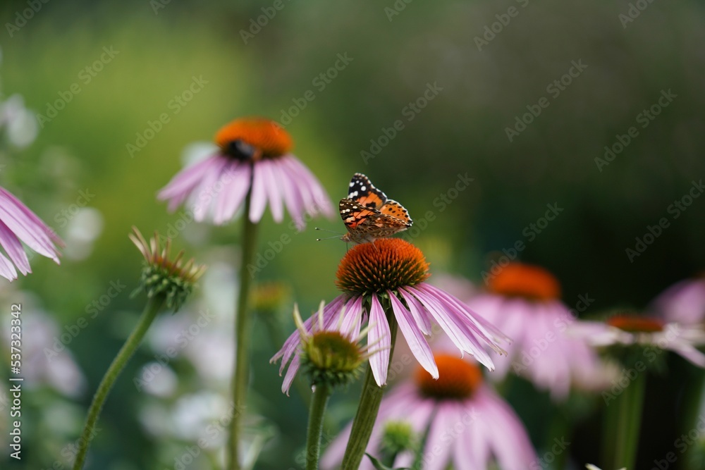 Fototapeta premium Closeup of a painted lady butterfly on purple coneflowers.