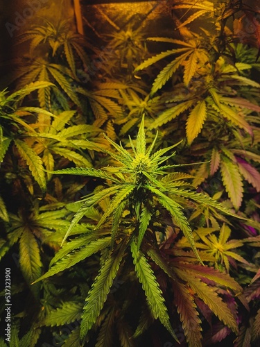Beautiful Marijuana Cannabis Weed  Ganja Plant