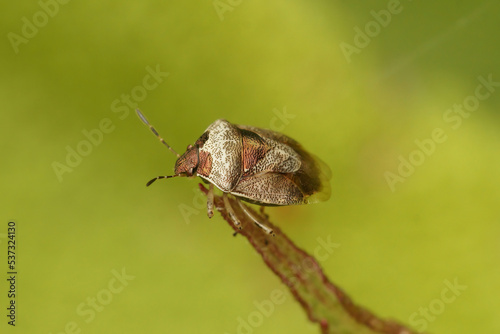 Closeup on an adult bronze colored Woundwort shieldbug, Eysarcoris venustissimus