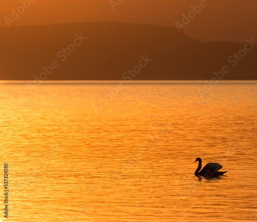 silhouette of a swan on sunset