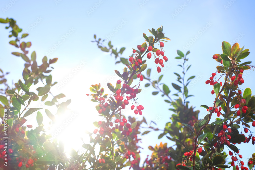 Fototapeta premium Red barberry on branches with sunlight on blue sky background, natural soft defocused background