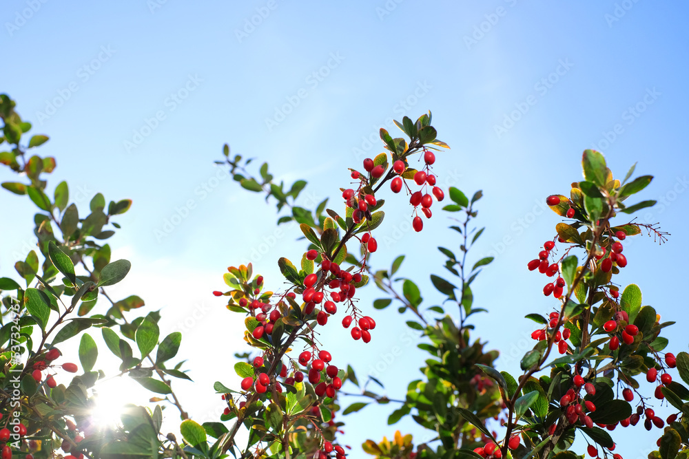 Silhouette of red barberry on branches with sunlight on blue sky background, natural soft defocused background