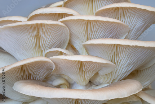 Closeup of the underside of white oyster mushrooms