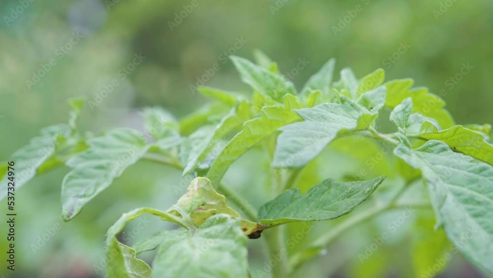 Tomato leaves close-up. Tomato seedlings in the garden. Tomato leaves close-up. Tomato seedlings in the garden.