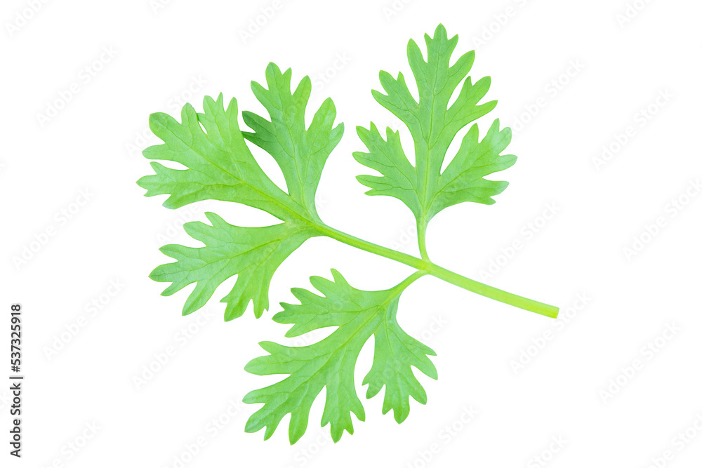 Coriander Coriander
