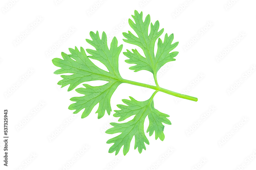 Coriander