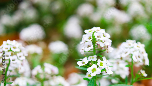 Lobularia maritima sweet alison flowering plant on blurred background
