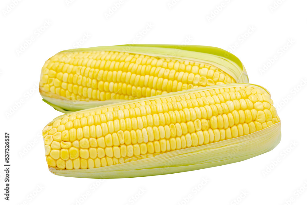 Corn isolated on white background with clipping path Corn isolated on white background with clipping path