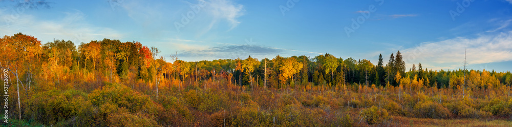 Fototapeta premium Large-format panorama with autumn forest at sunset