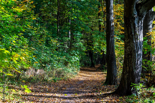 Piękno jesiennego lasu, Podlasie, Polska photo