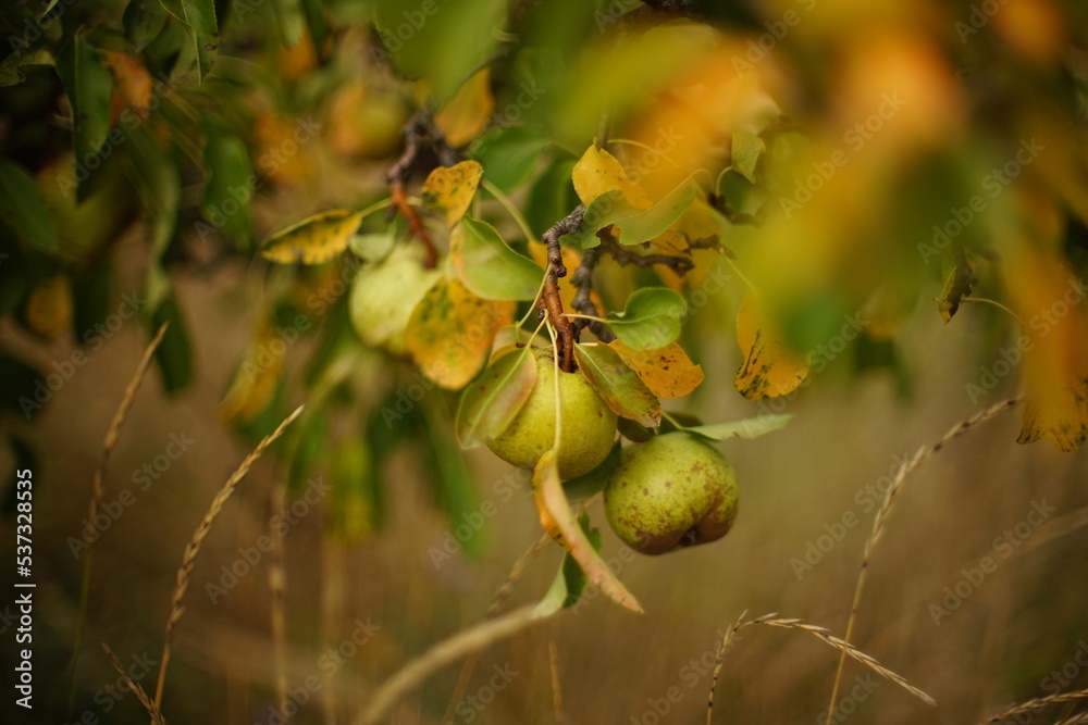 Obraz premium Ripening pear fruits hanging on a tree branch in autumn