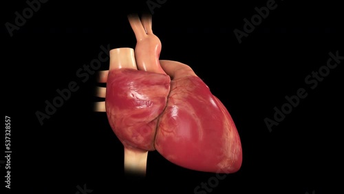3D Heart Beating Loop normal rythym  photo