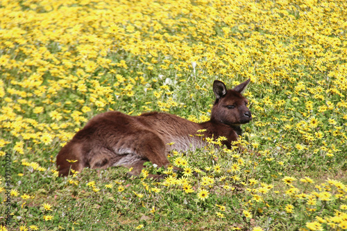 kangaroo at kangaroo island in australia