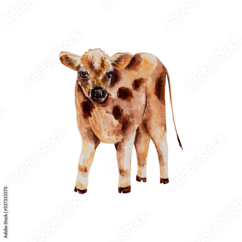 Watercolor realistic single baby cow illustration. Domestic animal. Village lifestyle. For organic farm products logo  packaging design  stickers  t-shirt prints  flyers  postcards  veterinary clinic 