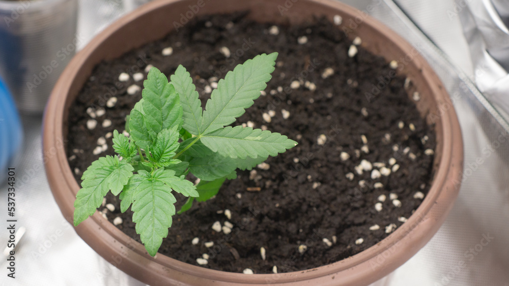 A perfectly thriving cannabis plant. A perfectly thriving cannabis plant.