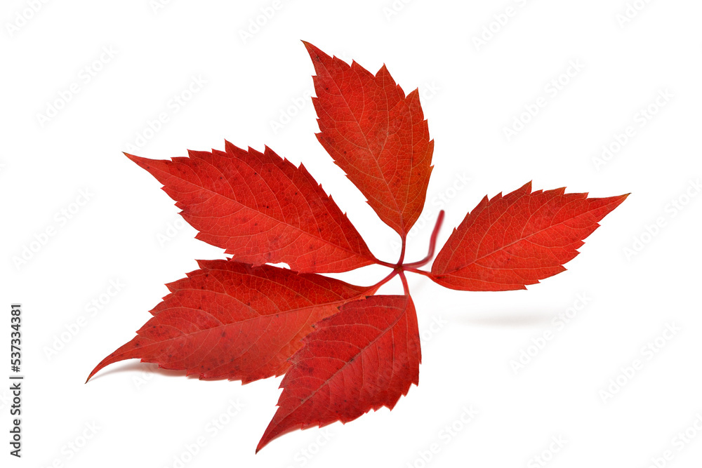 red autumn parthenociss leaf isolated on white background red autumn parthenociss leaf isolated on white background