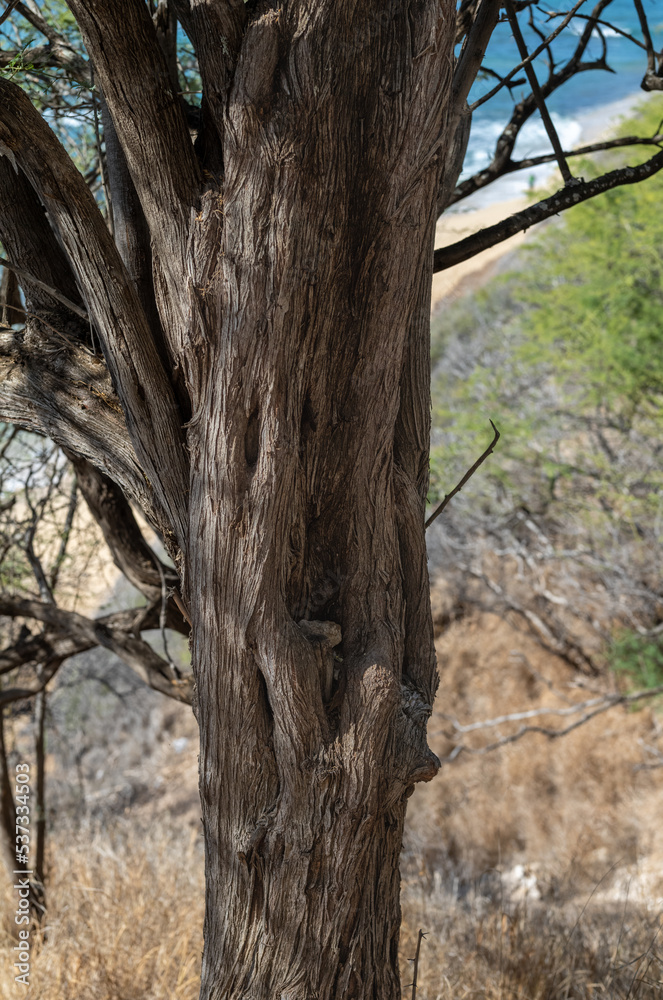 Obraz premium Twisted Brown Tree Trunk on a Hillside.