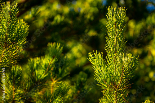 Fir branches close-up. Coniferous trees in the forest. Winter Christmas background. Christmas background, beautiful nature