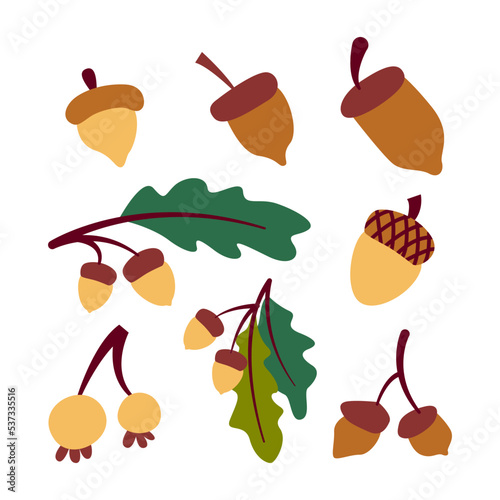 Illustration of various oak nut acorns set. Isolated on white background. Elements for autumn needs