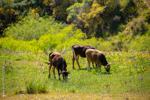 Cows graze on a pasture in the garden, lies resting in the shade. The concept of animal husbandry and organic food.