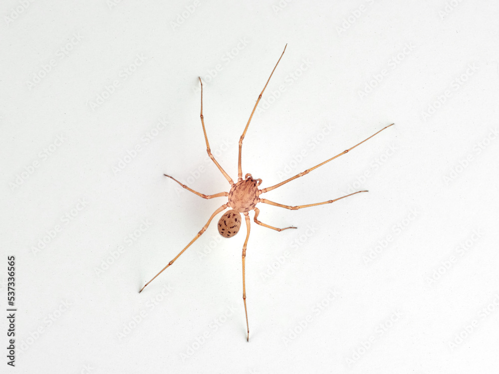 Insolated Spitting Spider. Genus Scytodes. Insolated Spitting Spider. Genus Scytodes.