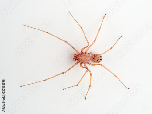 Insolated Spitting Spider. Genus Scytodes.