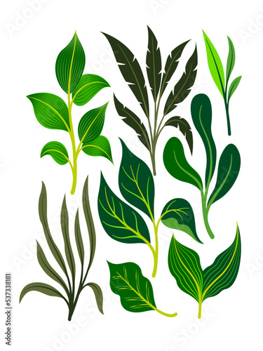 Exotic tropical leaves collection. Tropical leaves set. Exotic plants. Tropical leaves and flowers. Palm leaf, jungle trees. Jungle exotic leaf. Botanical, floral illustration. Isolated vector.