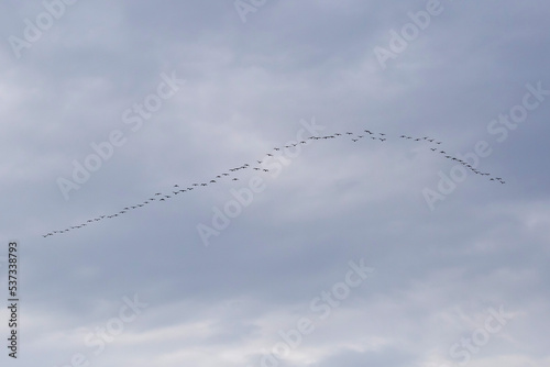 flock of great cormorants against cloudy sky