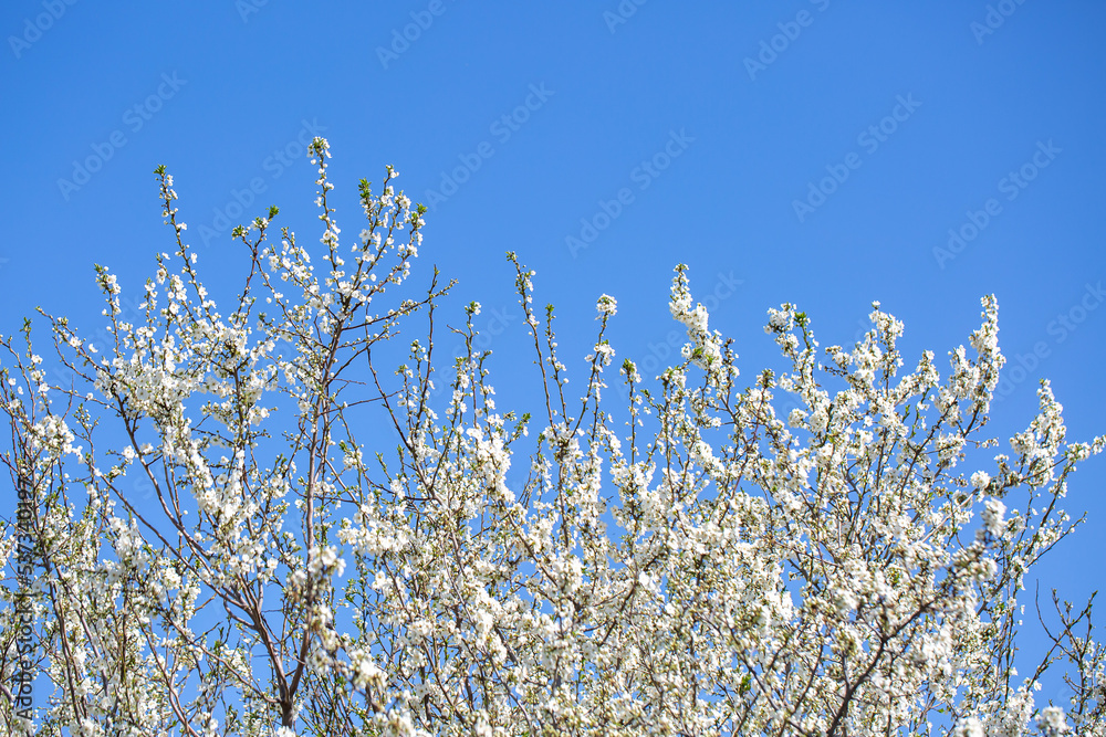 White flowers bloom in the trees. Spring landscape with blooming sakura tree. Beautiful blooming garden on a sunny day. Copy space for text. White flowers bloom in the trees. Spring landscape with blooming sakura tree. Beautiful blooming garden on a sunny day. Copy space for text.