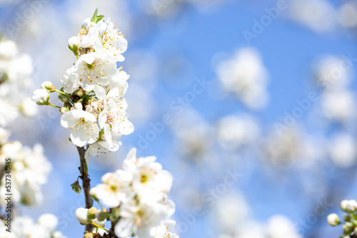 White flowers bloom in the trees. Spring landscape with blooming sakura tree. Beautiful blooming garden on a sunny day. Copy space for text.