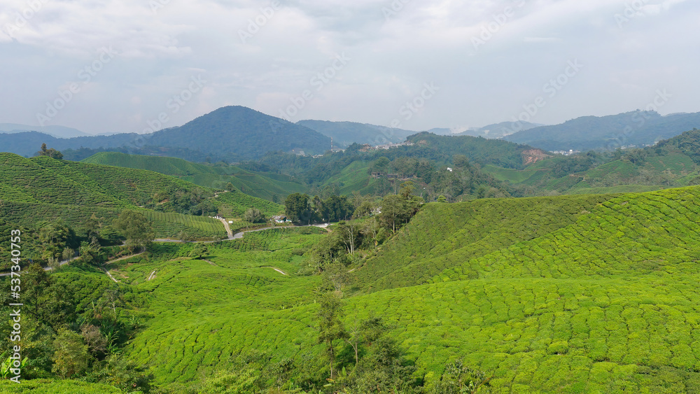 Panoramic view of tea plantation, Cameron Highlands, Malaysia