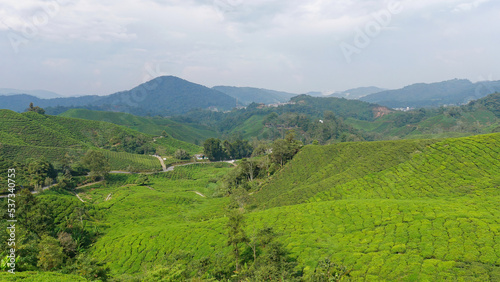 Fototapeta Naklejka Na Ścianę i Meble -  Panoramic view of tea plantation, Cameron Highlands, Malaysia