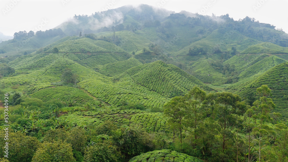 Scenic view of tea plantation on a cloudy day, Cameron Highlands, Malaysia