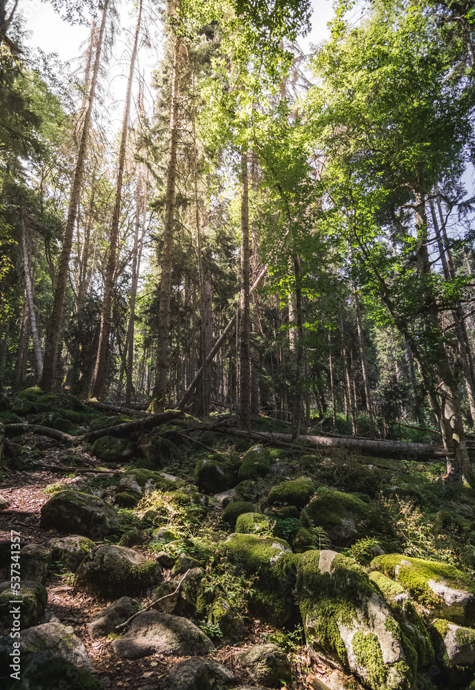 Fototapeta premium Fabulous sunny green coniferous forest in the mountains with vertical pine trees and moss-covered stones, sunny summer day