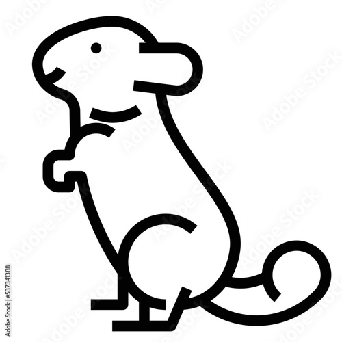 chinchilla