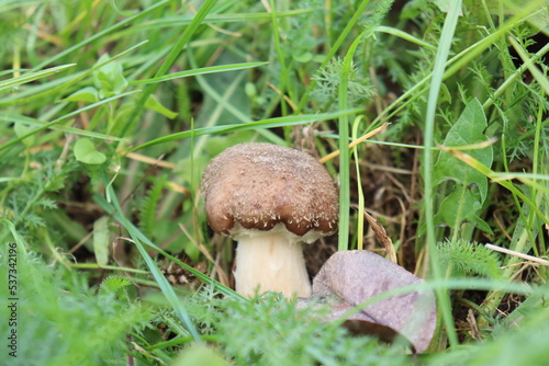 honey fungus mushrooms in the forest on a background of green grass