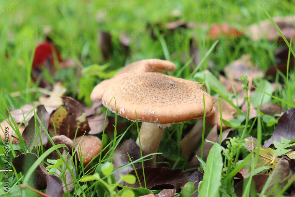 honey fungus mushrooms in the forest on a background of green grass
