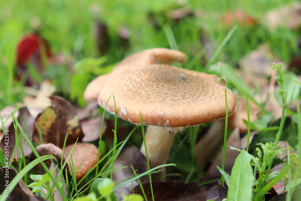 honey fungus mushrooms in the forest on a background of green grass honey fungus mushrooms in the forest on a background of green grass